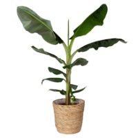 Bananenpflanze 'Dwarf Cavendish' im Korb Osaka, Topf-Ø 21 cm, H: ca. 70-90 cm