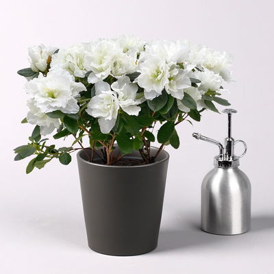 Azalee weiß gefüllt, Topf-Ø 12 cm, in Keramiktopf anthrazit mit Grußkarte Azalee weiß gefüllt, Topf-Ø 12 cm, in Keramiktopf anthrazit mit Grußkarte