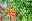 Trompetenblume Arten Grandiflora