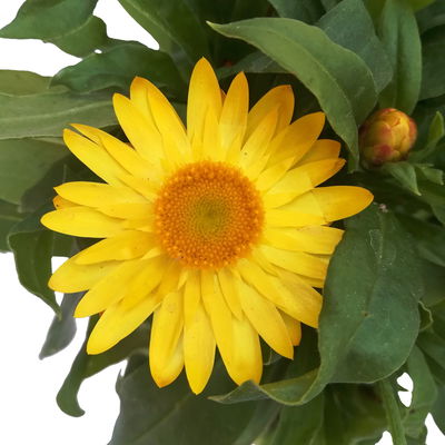 Strohblume gelb, Topf- Ø 12 cm, 6 Stück