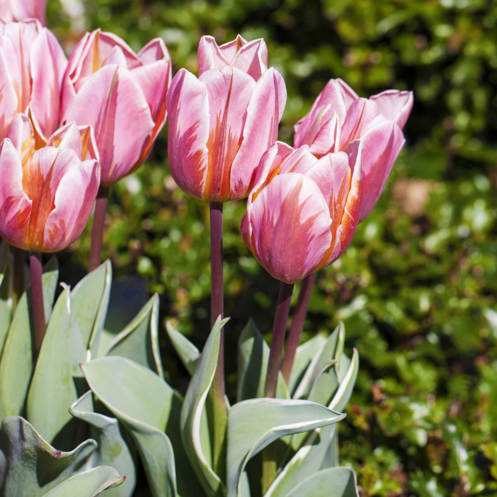 Tulpe rosa/pink, Sorte zufällig, vorgetrieben, Topf-Ø 10 cm, 6 Pflanzen