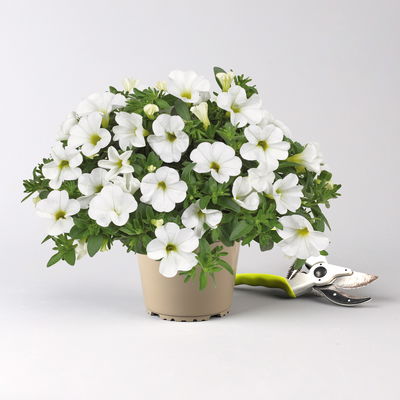 Zauberglöckchen 'Cabaret® Early Compact White' weiß, Topf-Ø 13 cm, 6 Pflanzen