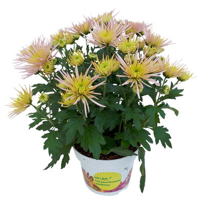 Chrysanthemen Spider Anansi™ Pink, spinnenblütig, Topf 14 cm Ø, 4 Pflanzen