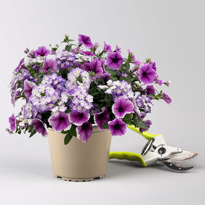 Eisenkraut/Petunien Duo, lila, Topf-Ø 14 cm, 4 Pflanzen