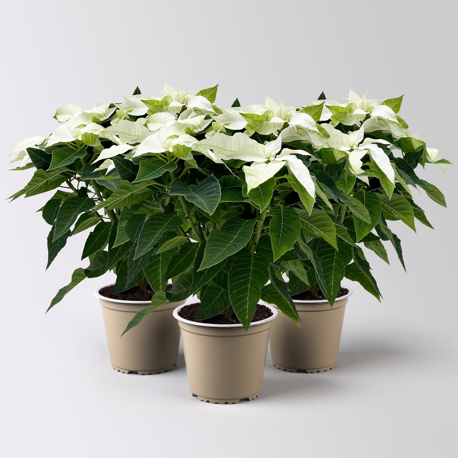 Bio Herbsttern, Euphorbia 'Princettia®', weiß, Topf-Ø 12 cm, 3 Pflanzen Bio Herbsttern, Euphorbia 'Princettia®', weiß, Topf-Ø 12 cm, 3 Pflanzen