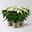 Bio Herbsttern, Euphorbia 'Princettia®', weiß, Topf-Ø 12 cm, 3 Pflanzen Bio Herbsttern, Euphorbia 'Princettia®', weiß, Topf-Ø 12 cm, 3 Pflanzen