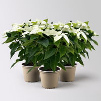 Bio Herbsttern, Euphorbia 'Princettia®', weiß, Topf-Ø 12 cm, 3 Pflanzen Bio Herbsttern, Euphorbia 'Princettia®', weiß, Topf-Ø 12 cm, 3 Pflanzen