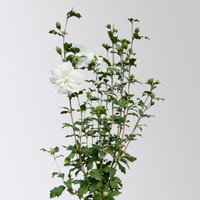 Garten-Hibiskus 'White Chiffon®', weiß, Höhe ca. 40-60 cm, Topf 5 Liter Garten-Hibiskus 'White Chiffon®', weiß, Höhe ca. 40-60 cm, Topf 5 Liter