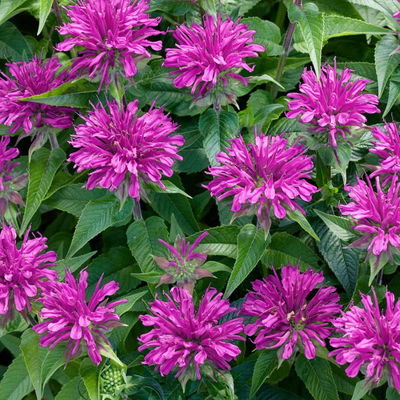 Bio Indianernessel violett, Topf 11x11 cm, 3 Pflanzen