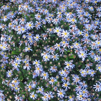 Bio Zwerg-Wildaster 'Nanus', violettblau, Topf 11x11 cm, 3 Pflanzen Bio Zwerg-Wildaster 'Nanus', violettblau, Topf 11x11 cm, 3 Pflanzen