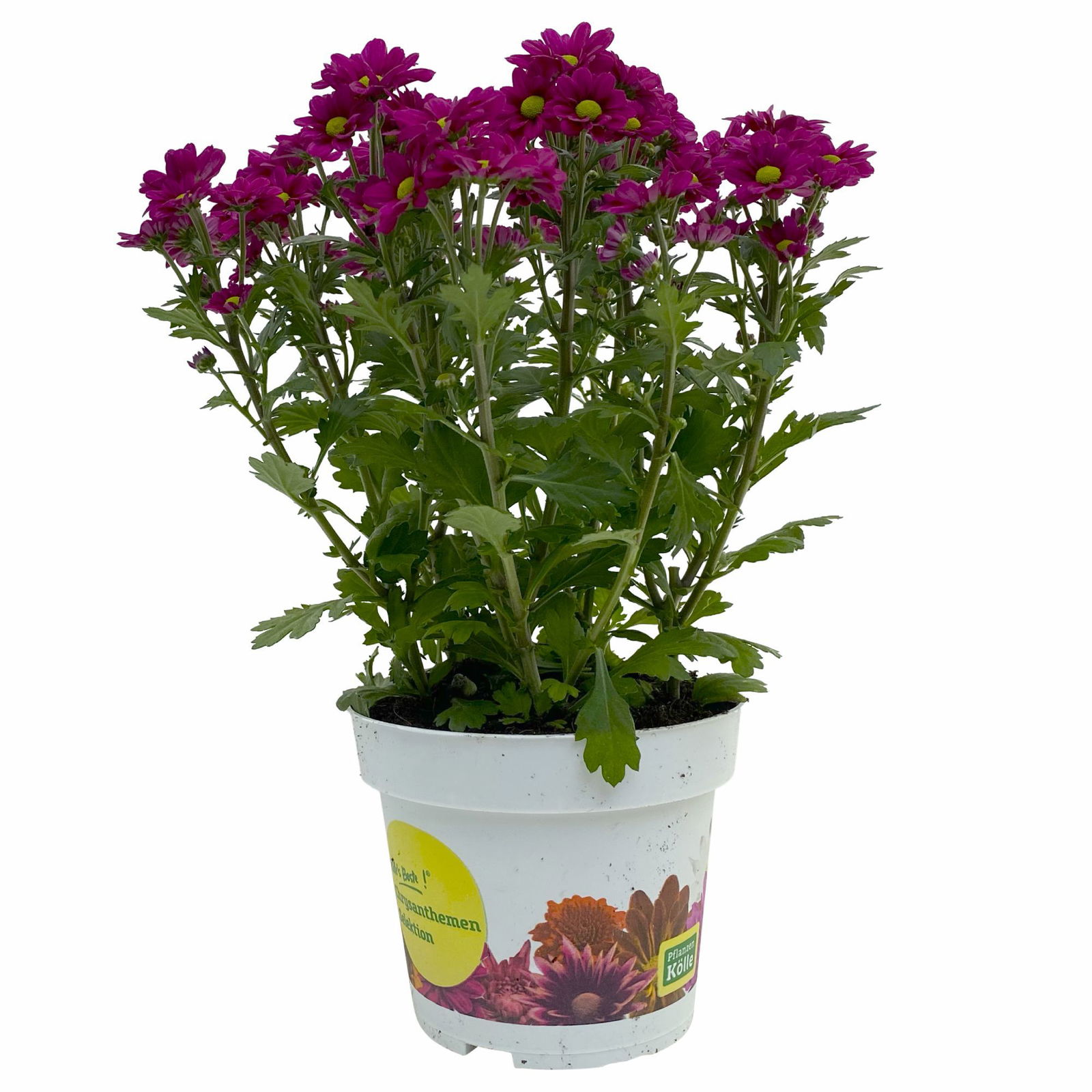 Chrysanthemen 'Madiba® Purple', lila, Topf 14 cm, 4er-Set