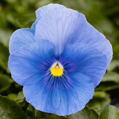 Stiefmütterchen, blau, Sorte zufällig, Topf-Ø 13 cm, 6 Pflanzen Stiefmütterchen, blau, Sorte zufällig, Topf-Ø 13 cm, 6 Pflanzen