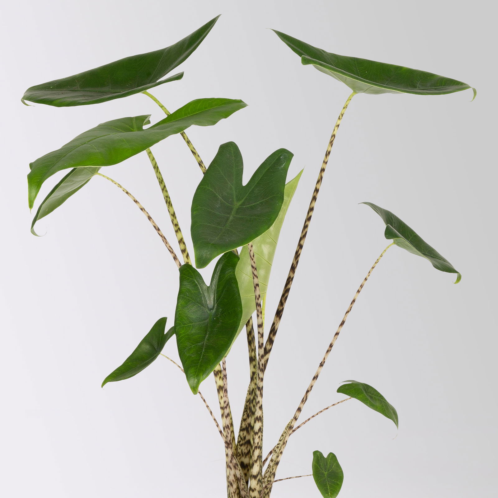 Alocasia 'Zebrina', Topf-Ø 14 cm, Höhe ca. 45 cm, 2 Pflanzen