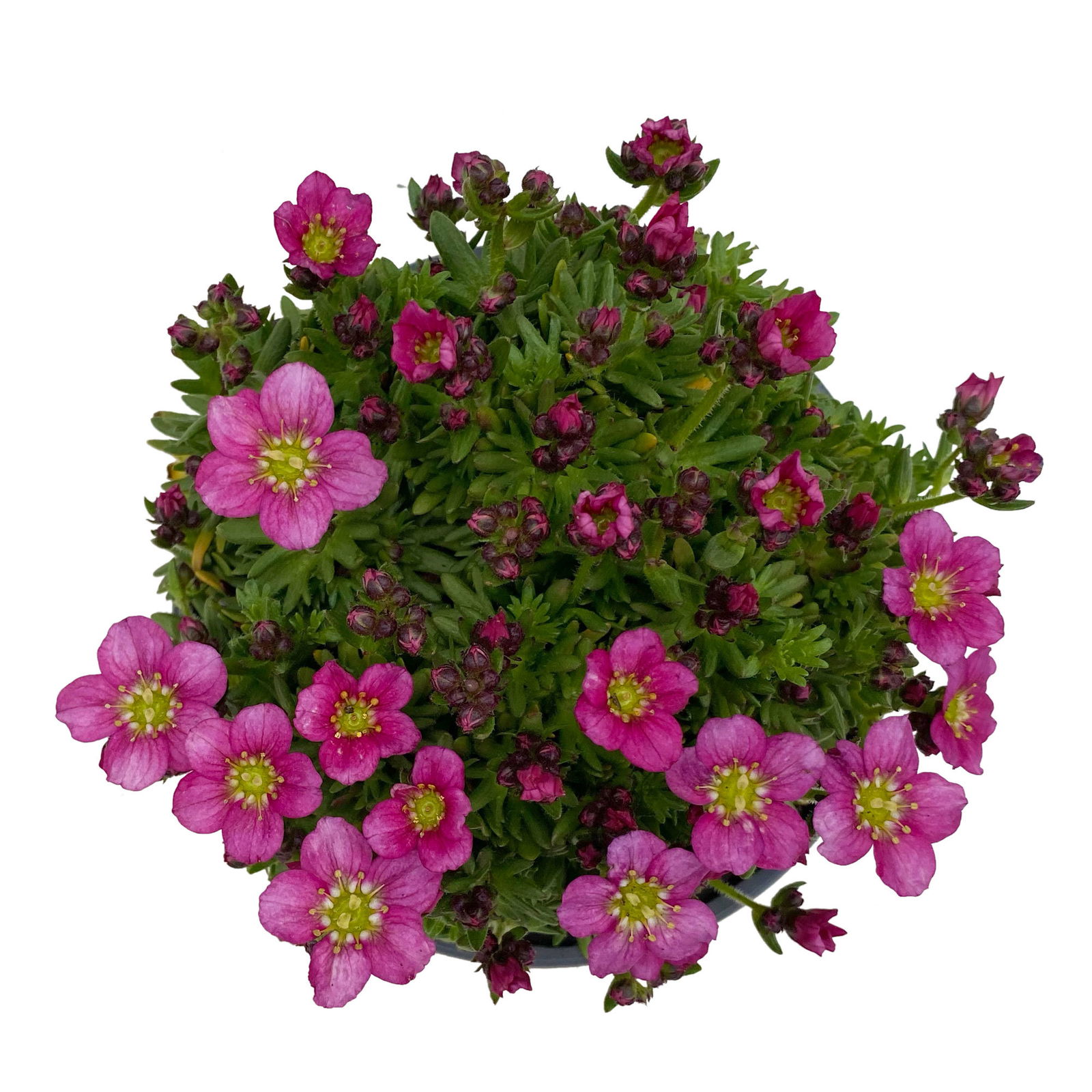 Moossteinbrech, rosa, Topf-Ø 13 cm, 6 Pflanzen