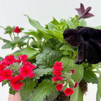 Eisenkraut/Petunien Duo, schwarz-rot, Topf-Ø 14 cm, 4 Pflanzen