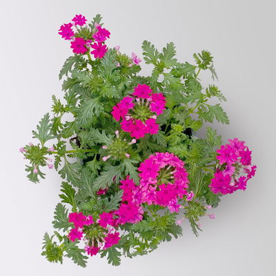 Eisenkraut pink, Topf-Ø 12 cm, 6 Stück