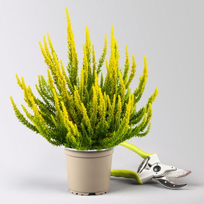 Besenheide SKYLINE®, gelbgrün, Topf-Ø 11 cm, 6 Pflanzen Besenheide SKYLINE®, gelbgrün, Topf-Ø 11 cm, 6 Pflanzen