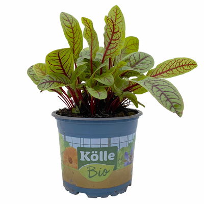 Blutampfer, Kölle Bio, 12cm Topf, frisch aus unserer Bio-Gärtnerei Blutampfer, Kölle Bio, 12cm Topf, frisch aus unserer Bio-Gärtnerei
