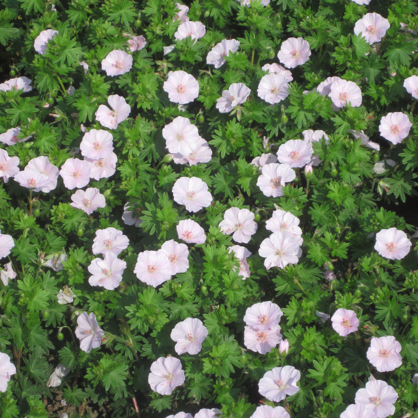 Bio Storchschnabel, zartrosa, Topf 9x9 cm, 3 Pflanzen