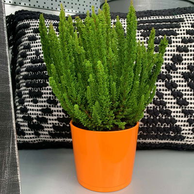 Besenheide SKYLINE® grün, Topf-Ø 13 cm, 3 Pflanzen