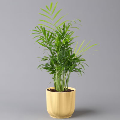 Bergpalme mit Übertopf Vibes gelb, Topf-Ø 12 cm, Höhe ca. 30 cm, 2er-Set Bergpalme mit Übertopf Vibes gelb, Topf-Ø 12 cm, Höhe ca. 30 cm, 2er-Set