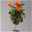 Hibiskus, Blütenfarbe nach Verfügbarkeit, Stamm, Topf-Ø 19 cm, Höhe ca. 75 cm