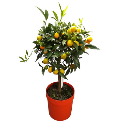 Kumquat, Stämmchen, Topf-Ø 20 cm, Höhe ca. 60-70 cm