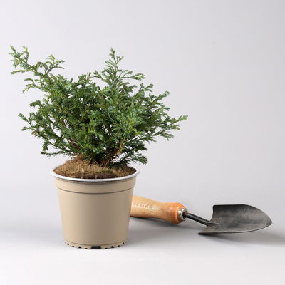 Kleine Silberzypresse 'Boulevard', Topf-Ø 13 cm, 6 Pflanzen Kleine Silberzypresse 'Boulevard', Topf-Ø 13 cm, 6 Pflanzen