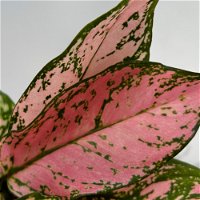 Aglaonema 'Pink', Topf-Ø 12 cm