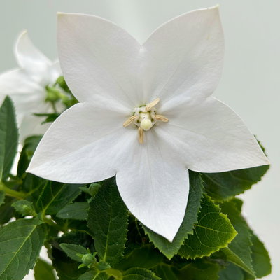 Ballonblume, weiß, Topf-Ø 12 cm, 6 Pflanzen