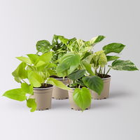 Grünpflanzenkreation 'Hängendes Grün', Halbschatten, Topf-Ø 12 cm, 4 Pflanzen