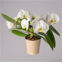 Schmetterlingsorchidee 'Muse', weiß, Topf-Ø 12 cm, Höhe ca. 40 cm