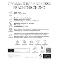 großblumige Krokusse Prachtmischung, 50 Blumenzwiebeln