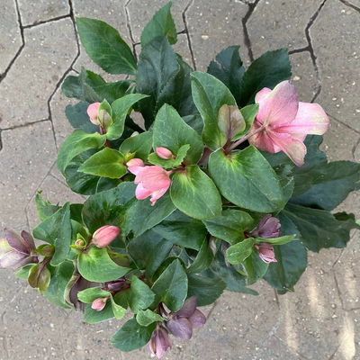 Schneerose Ice N' Rose® 'Early Rose', rosa, Topf-Ø 15 cm Schneerose Ice N' Rose® 'Early Rose', rosa, Topf-Ø 15 cm