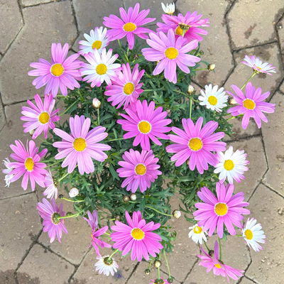 Margerite, rosa, Topf-Ø 14/15 cm, 3 Pflanzen Margerite, rosa, Topf-Ø 14/15 cm, 3 Pflanzen