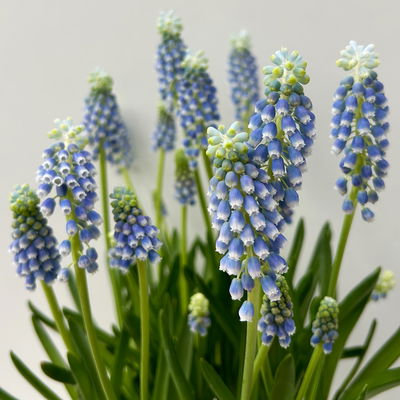 Traubenhyazinthe 'Julia' blau mit weiß, Topf -Ø 15 cm, 3 Pflanzen Traubenhyazinthe 'Julia' blau mit weiß, Topf -Ø 15 cm, 3 Pflanzen