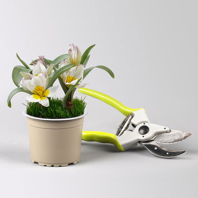 Wildtulpe, weiß, einfach blühend, mit Gras, Topf -Ø 9 cm, 4 Pflanzen