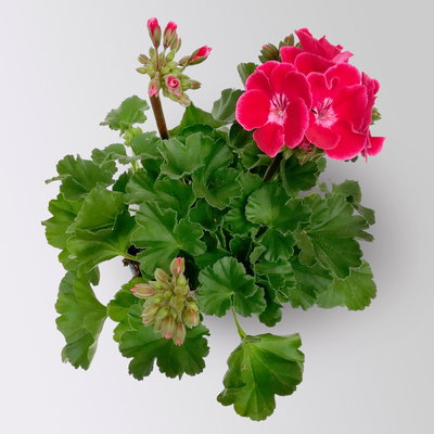 Geranie rot mit hellem Auge, stehend, Topf-Ø 13 cm, 6 Stück