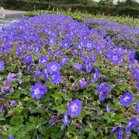 Storchschnabel 'Rozanne'®, violett, Topf 11x11 cm, 3 Pflanzen Storchschnabel 'Rozanne'®, violett, Topf 11x11 cm, 3 Pflanzen