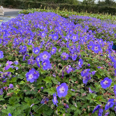 Storchschnabel 'Rozanne'®, violett, Topf 11x11 cm, 3 Pflanzen Storchschnabel 'Rozanne'®, violett, Topf 11x11 cm, 3 Pflanzen