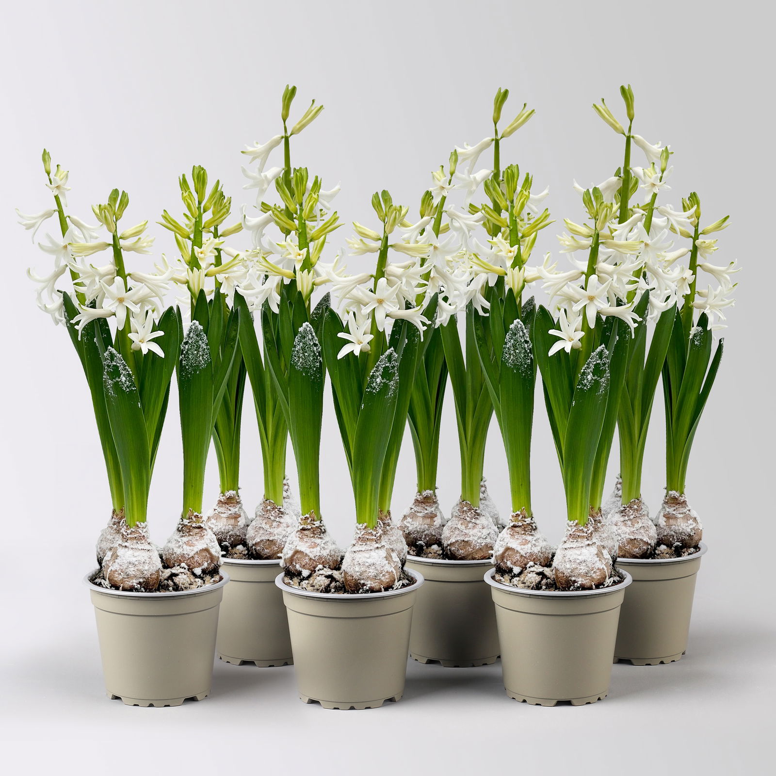 Hyazinthe, weiß, beschneit, vorgetrieben, Topf-Ø 12 cm, 6 Pflanzen