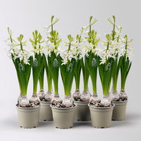 Hyazinthe, weiß, beschneit, vorgetrieben, Topf-Ø 12 cm, 6 Pflanzen