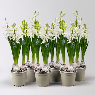 Hyazinthe, weiß, beschneit, vorgetrieben, Topf-Ø 12 cm, 6 Pflanzen