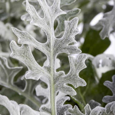 Grabbepflanzung Herbst rot-weiß, 12 Pflanzen Grabbepflanzung Herbst rot-weiß, 12 Pflanzen