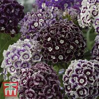 Bartnelken (Dianthus barbatus) „Purple Crown“, imposant, aromatische Blüten in Lila und Weiß