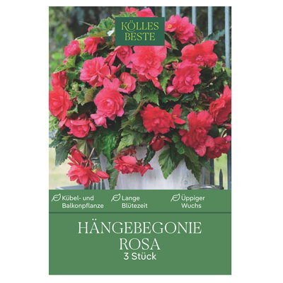 Kölles Beste Hängebegonie, rosa, 3 Blumenknollen