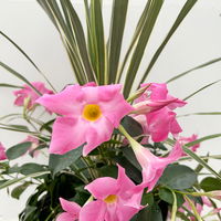 Mixtopf Dipladenia mit Keulenlilie, Farbe zufällig, Topf-Ø 26 cm