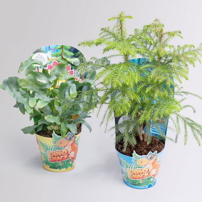 Dino Snack®, Benny & Sisko, Topf-Ø 14 cm, 2 Pflanzen Dino Snack®, Benny & Sisko, Topf-Ø 14 cm, 2 Pflanzen