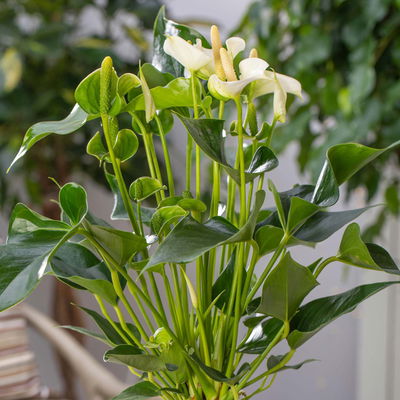 Flamingoblume 'White Champion', weiß,  Topf-Ø 14 cm, Höhe ca. 50 cm, 2Pflanzen