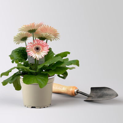 Gerbera, Farbmix zufällig, Topf-Ø 12 cm, 6 Pflanzen